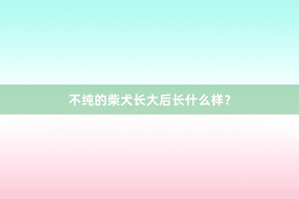不纯的柴犬长大后长什么样？